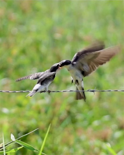 Mario M Lorenzato | 🇧🇷 Andorinha-de-sobre-branco 🇺🇸 White-rumped Swallow 📚 Tachycineta leucorrhoa (Vieillot, 1817) 📌 Guatapará - SP, Brazil 📅 07/12/2025 🤝... | Instagram