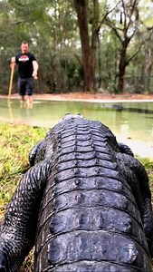 198K views · 2.4K reactions | Bella gator sprinting over to me she’s...