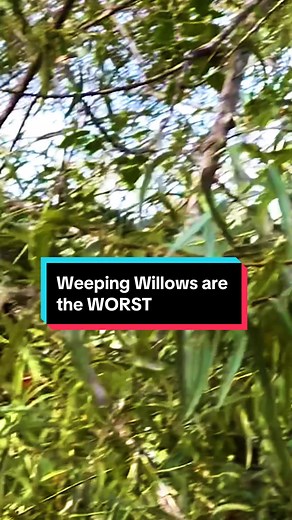 TikTok - Make Your Day