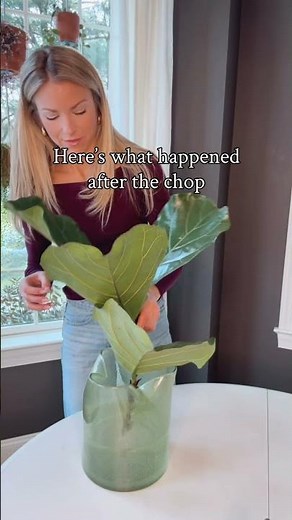 How to successfully chop and propagate your Fiddle Leaf Fig #plants