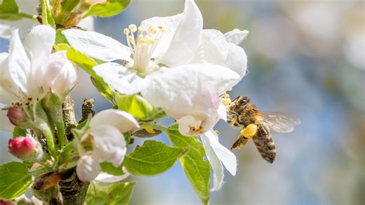 Journée mondiale des abeilles : face aux facteurs qui la menacent, des solutions existent
