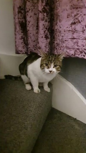 Farting Cat, My Cat Farts Loudly