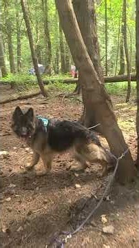 愛玩的狼狗#德國牧羊犬 #老友狗狗 #germanshepherd #camping