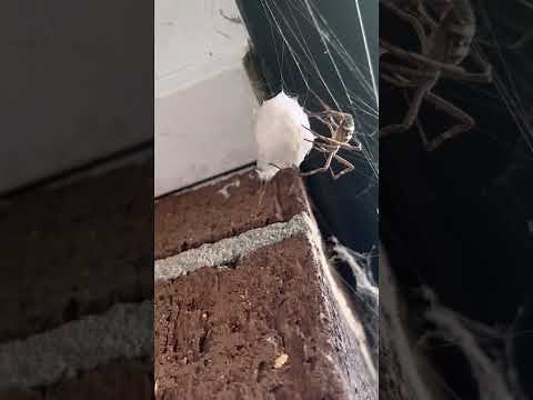 Best footage of spider making cocoon