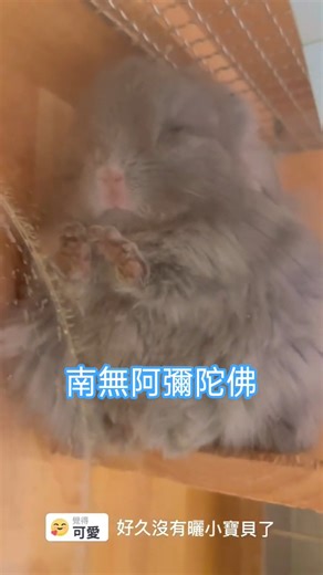 信仰是無國界的 #龍貓 #chinchillas #chinchillalove #chinchilla #cute #可愛 #毛孩 #チンチラ #ちんちら #もふもふ #ふわもこ #パイドホワイト #エキゾチックアニマル #chinchillaworld #chinchillacuteness #chinchillalovers #ชินชิล่า #龙猫 | 簡立喆Liza