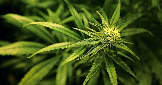 Cannabis anbauen, pflegen und ernten – so geht’s