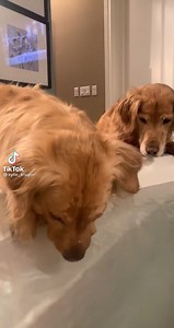 116K views · 9.4K reactions | This is Dallas and Hank. Dallas believes any bath can be a bubble bath if you try hard enough. Hank is his lifeguard. 13/10 for both (courtesy @kylie_kruger on Instagram) | We Rate Dogs | Facebook