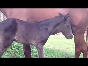 Most best breeding horses Mother horse vs Nice pony