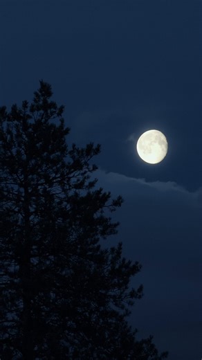 25K views · 399 reactions | Something new is peeking through the forest.  Who’s the newest family member? Find out soon! | John Deere | Facebook