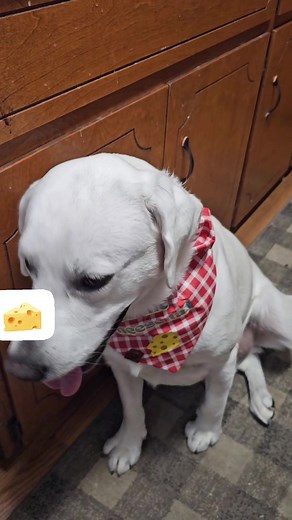 Always thinkin about cheese 🧀 #englishlabrador #whitelab #whitelabrador #lab #labrador #labradorretriever #bestfriend #englishlab #justagirlandherdog #bestie #agirlandherdog #labsofinsta #dogsofinsta #unconditionallove #obsessed #ilovehim #mybff #myson #englishlabsofinsta #labradorlover #labradorlife #lablife #retriever #labradorsofinsta #bestie #retrieversofinsta | Roman the English Lab