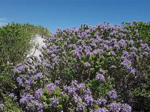 Ten Iconic Flowers of Greece - GreekReporter.com