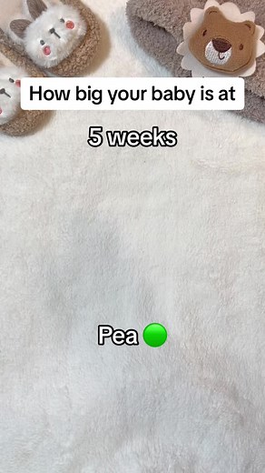 How bug is your baby during pregnancy?😎 Wait til the end🥰 #pregnantlife #pregnancytiktok #ultrasound #firsttrimester