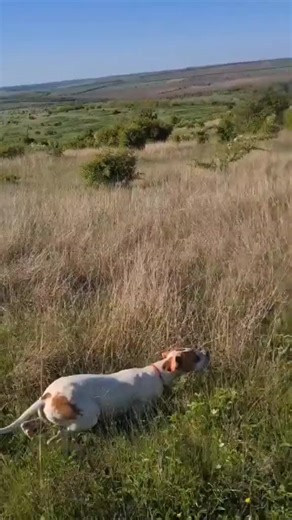 Why English Pointer Dogs Are the Best Companions
