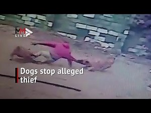 Dogs save the day: CCTV captures alleged thief attacked in Gansbaai