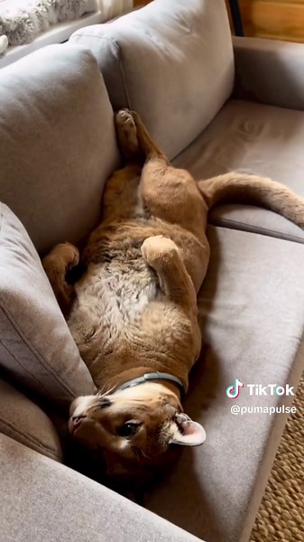 Adorable Puma Messi Moments Compilation