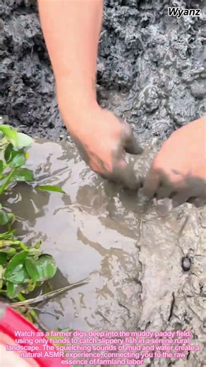 Rural Mud Fishing: Catching Fish Barehanded in Paddy Field | Satisfying ASMR