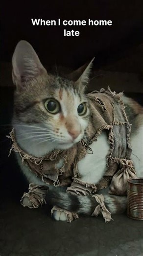 This is how I see Ting-Ting 😂🐾 #catoftheday #funny