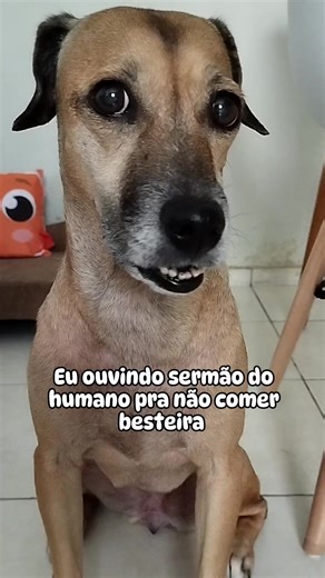 Quer dizer que não posso usar minha função de aspirador?! 😂 #cachorrosengraçados #cachorrosfofos #memesdecachorro | Emily & Nina