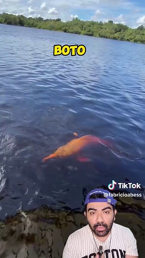 Curiosidades sobre os Botos da Amazônia