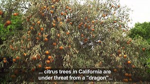 1.4K views · 17 reactions | Agents from the California Department of Agriculture are patrolling residential neighborhoods in the suburbs of Los Angeles looking for lemon and orange trees suffering from the "yellow dragon disease", which is fatal to citrus fruits | AFP News Agency | Facebook