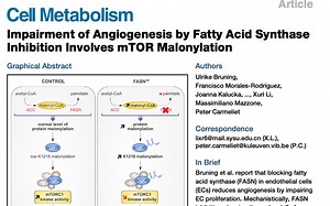 【文献阅读第九弹】FASN->malonyl-CoA积累->mTOR丙二酰化->细胞生长减慢