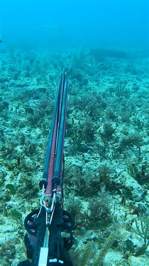 Spearfishing for mutton snapper! | Eliam Fishing Mx