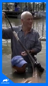 31K views · 375 reactions | Frente a frente con una mantarraya gigante, la verdadera sorpresa supera todas las expectativas  #monstruosderío | Animal Planet Latinoamérica | Facebook