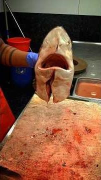 Shark head cutting 😲👌👍