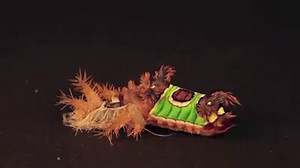 22K views · 691 reactions | This is one of the stranger moments that we've captured at "The Caterpillar Lab" this season: A Saddleback Caterpillar (Acharia stimulea) sheds its skin into a flabby final instar. What a fantastic creature! | The Caterpillar Lab | Facebook