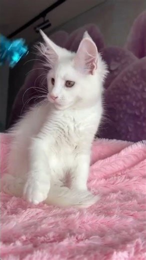 Undine Maine Coon White Female