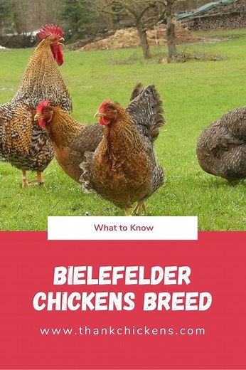 Bielefelder chickens breed: A Comprehensive Guide - Thank Chickens