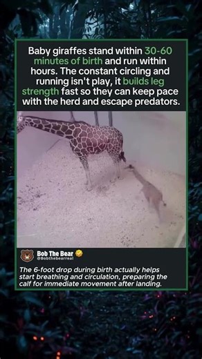 Newborn Giraffes Stand and Walk in Under an Hour