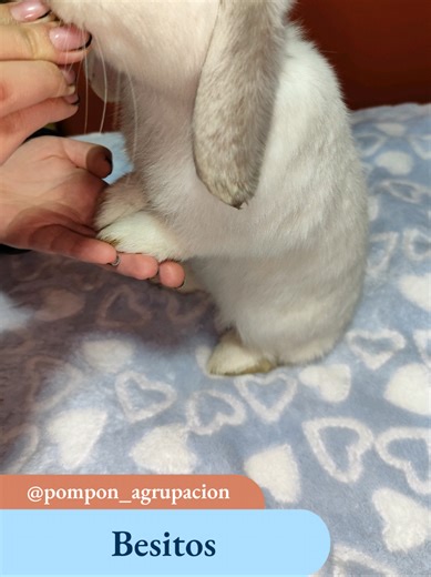 El Significado de los Besitos de tu Conejo