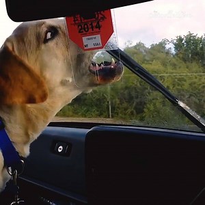 I don't believe that windshield wipers make a good snack | Try Not to Laugh