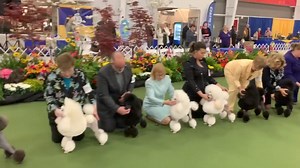 16K views · 577 reactions | PCA Miniature Specials | About Poodle | Facebook