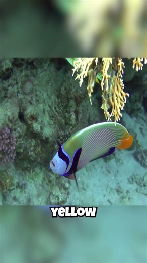 This Fish Changes Its Entire Body When It Grows Up!