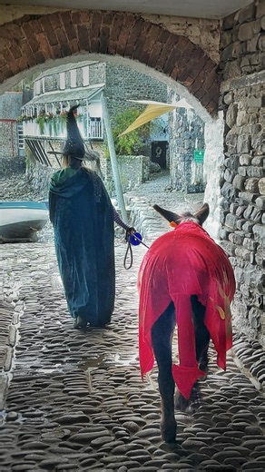 Happy Halloween from Clovelly! 🎃✨🕸️🧙‍♀️🫏🍂💫⚓️🏠💛 Starring @clovelly_donkeys Alfred (the loveliest little devil) and wonderful wizard Bert! 🪄✨⭐️🎃🧡🐴♥️ #HappyHalloween #ClovellyDonkeys #Clovelly #NorthDevon #HalloweenMagic #donkeylove #DevonLife #HalloweenFun #DonkeysOfInstagram #VillageLife #AutumnInDevon #SpookySeason #ClovellyVillage | Ellie in Clovelly