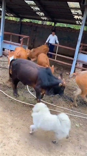 Viral Cattle Farming Tips Every Farmer Should Know #cow
