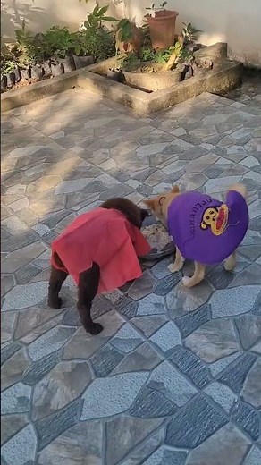 Two dogs fight over food unusual ending
