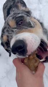 Popcorn von @chaosrudel_mit_herz_ hat eben unseren Kauigel Hermann im Schnee entdeckt! Unser WHIMZEES Kauigel ist täglich bereit für die entspannte Unterstützung der Zahnpflege von Popcorn und seinem Rudel. Hat dein Hund heute auch schon seine Zahnpflege mit unserem Kauigel Hermann unterstützt? 🦷🦔 #WHIMZEES #kauartikelfürhunde | WhimzeesDe