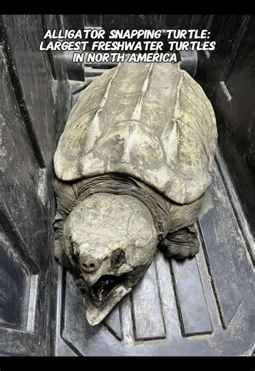 Giant Alligator Snapping Turtle Facts and Habitats