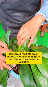 Help Clivia grow more branches #urbangardening #gardeningistherapy #gardeninggoals #homegardening #gardeninspiration | Garden Tips