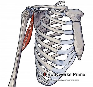 Coracobrachialis Muscle Anatomy - Bodyworks Prime