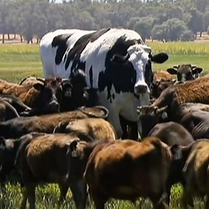 148K views · 17 reactions | Meet Knickers, the world's biggest cow. | VICE | Facebook