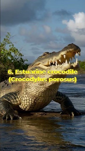 Top 10 Deadliest Animals Down Under #australia #dangerousanimals #wildlife
