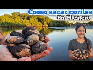 🚨😱THIS IS HOW WE HARVEST SHELLS OR CURILES IN THE EL ESPINO MANGROVE, EL SALVADOR🇸🇻