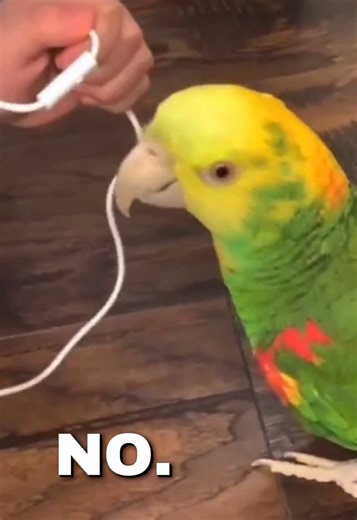 2020 core 😭 — #parrot #bird #cute #2020
