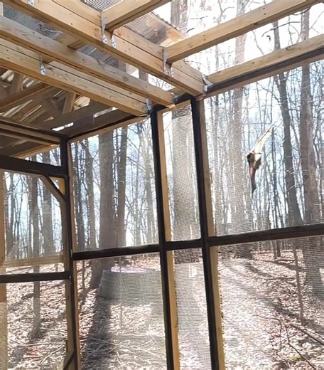 October 26-31 is Bat Week! This annual, international week was created to celebrate the role of bats, an amazing animal, in nature. The bats in our area are insectivores and help keep insect populations in check. They save billions of dollars in pesticide use and keep agricultural costs down. Though they are considered a high-risk rabies vector species and we never recommend touching or handling bats directly, the chance of any individual bat having rabies is less than 0.5%, and more domestic ca