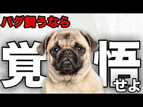 【解説】迎える前に1度見て！パグの魅力や注意点について教えます！