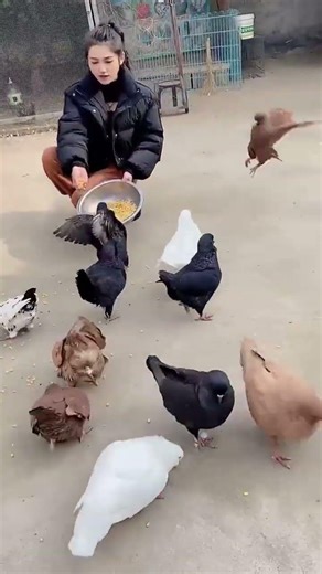 Inside the Pigeon World 🕊️🏡 Rare & Fascinating Birds #birds #pigeon #birdcage